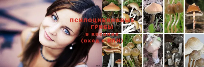 Псилоцибиновые грибы Magic Shrooms  цена наркотик  Верхний Уфалей 